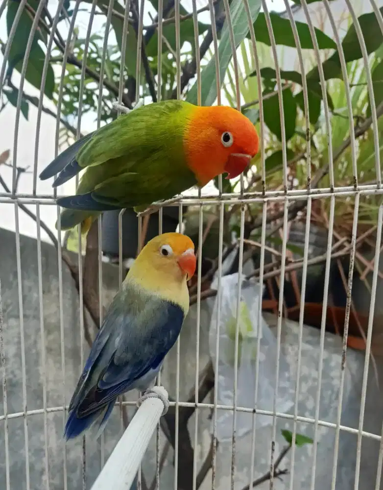 Lovebird love bird Biola