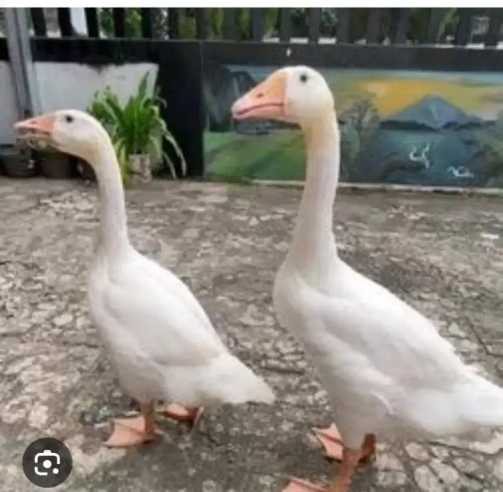 Jual angsa masih lancur..