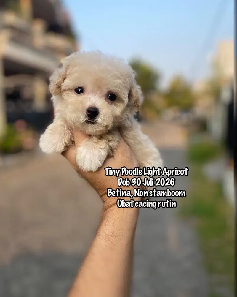 Tiny Poodle Light Apricot Murah