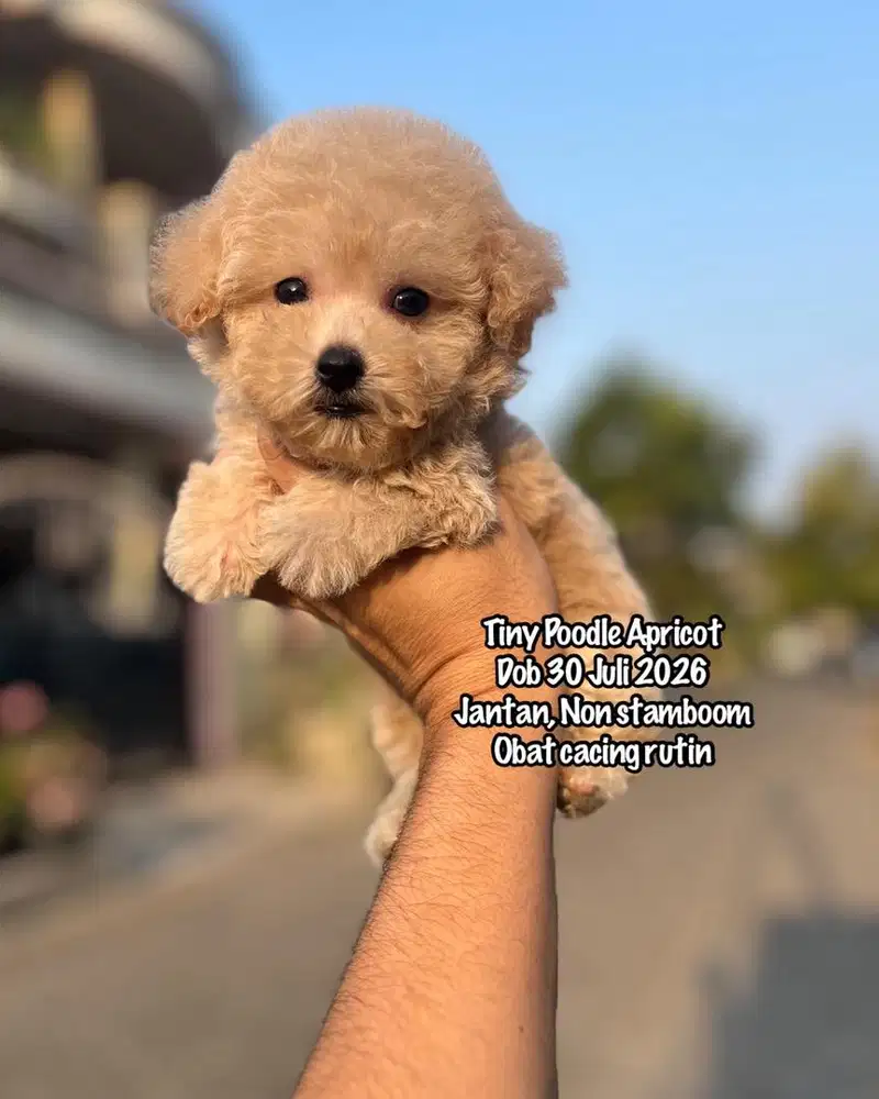 Tiny Poodle Apricot Murah