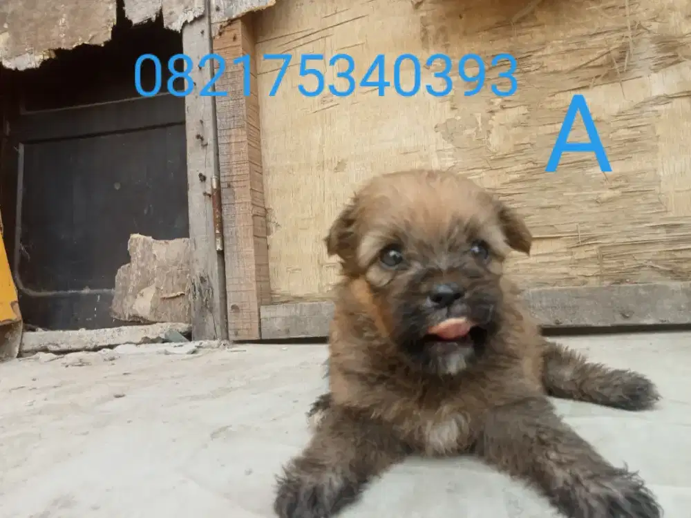 Di jual anak anjing shitpom