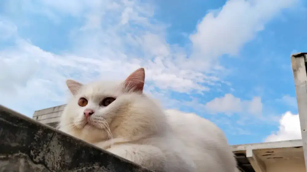 FREE ADOPSI KUCING PERSIA