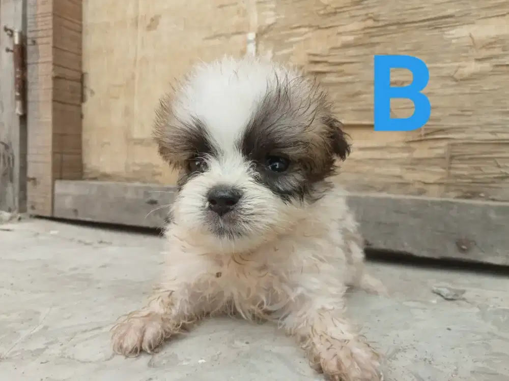 Di jual anak anjing ras shitpom