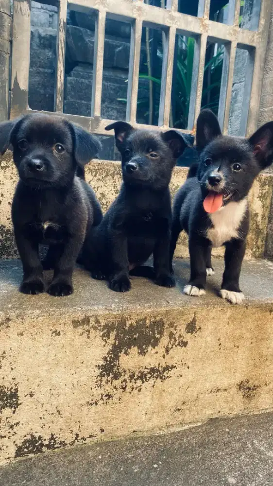 Puppy ras mini mix