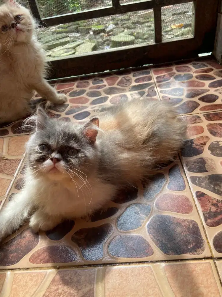 Kitten persia flatnose betina