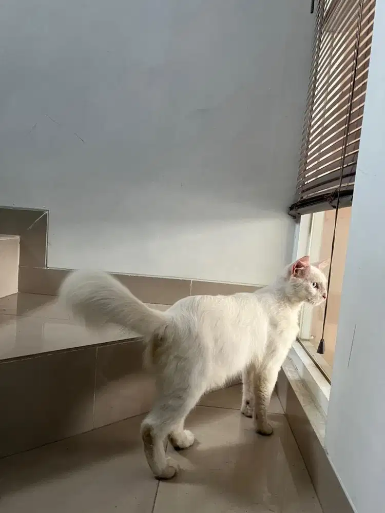 KUCING BIGBONE JANTAN