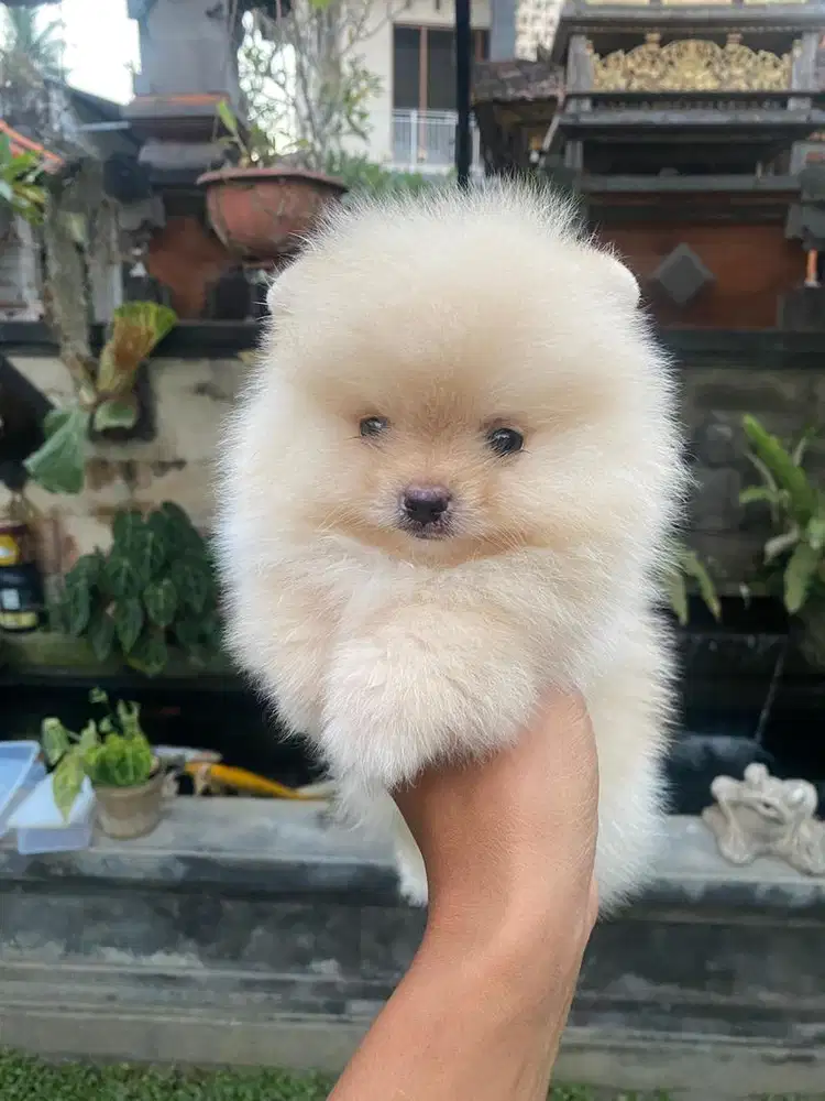 Minipom / Pomeranian