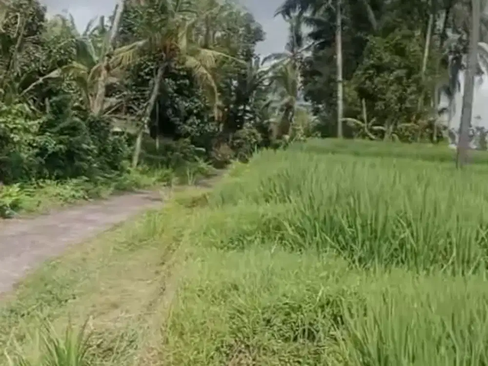 Dijual Lahan Durian dengan View Sawah yang Asri