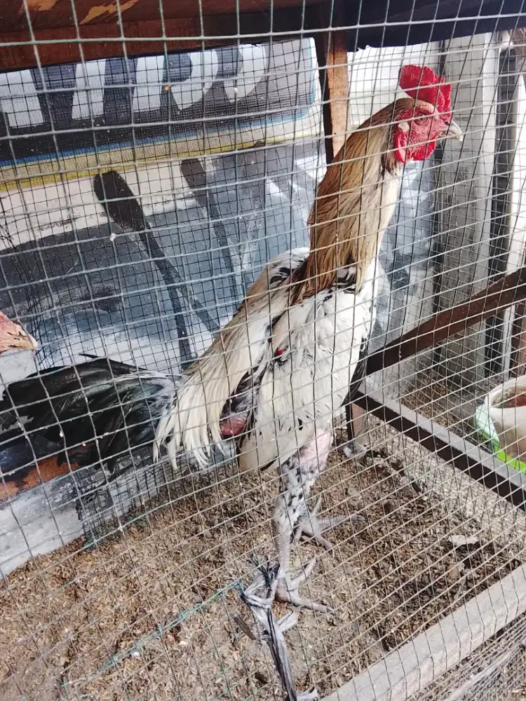 Ayam Bangkok jual cepat hari ini
