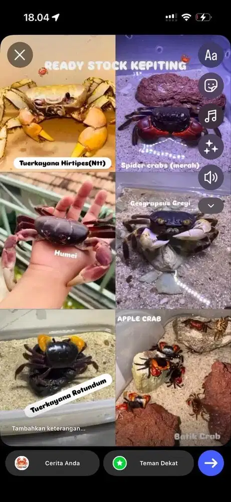 READY KEPITING HIAS