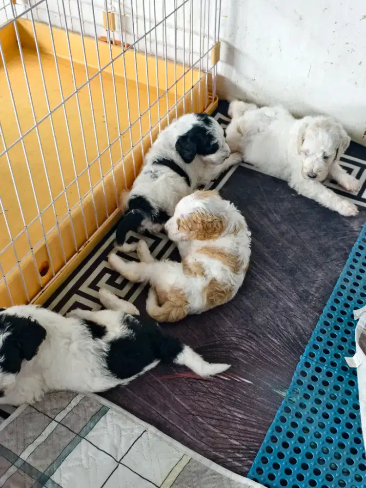 Giant poodle bogor murah meriah