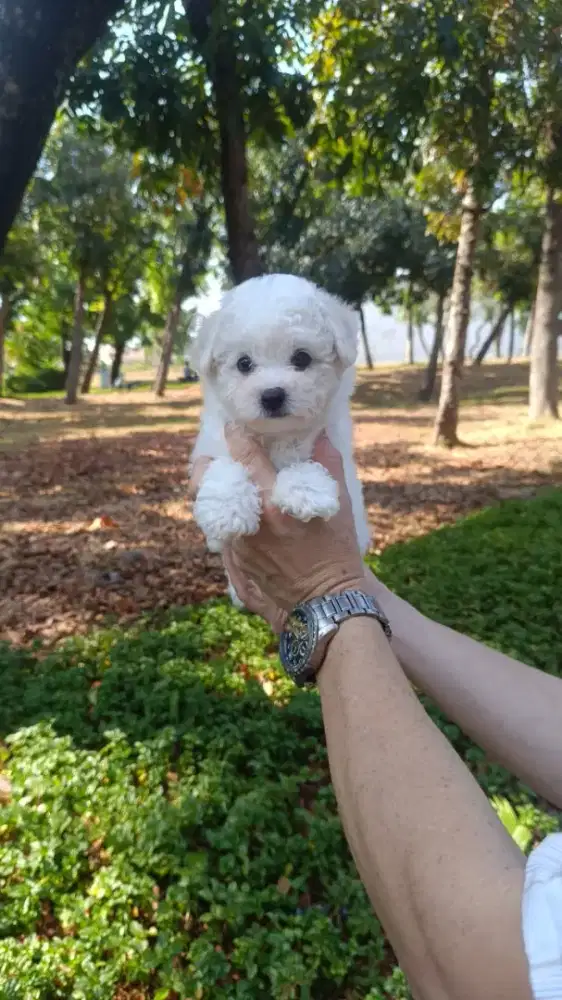Dijual anjing tiny bichon frise betina