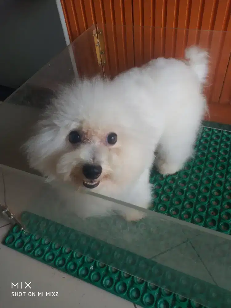 Pejantan mini Bichon frise
