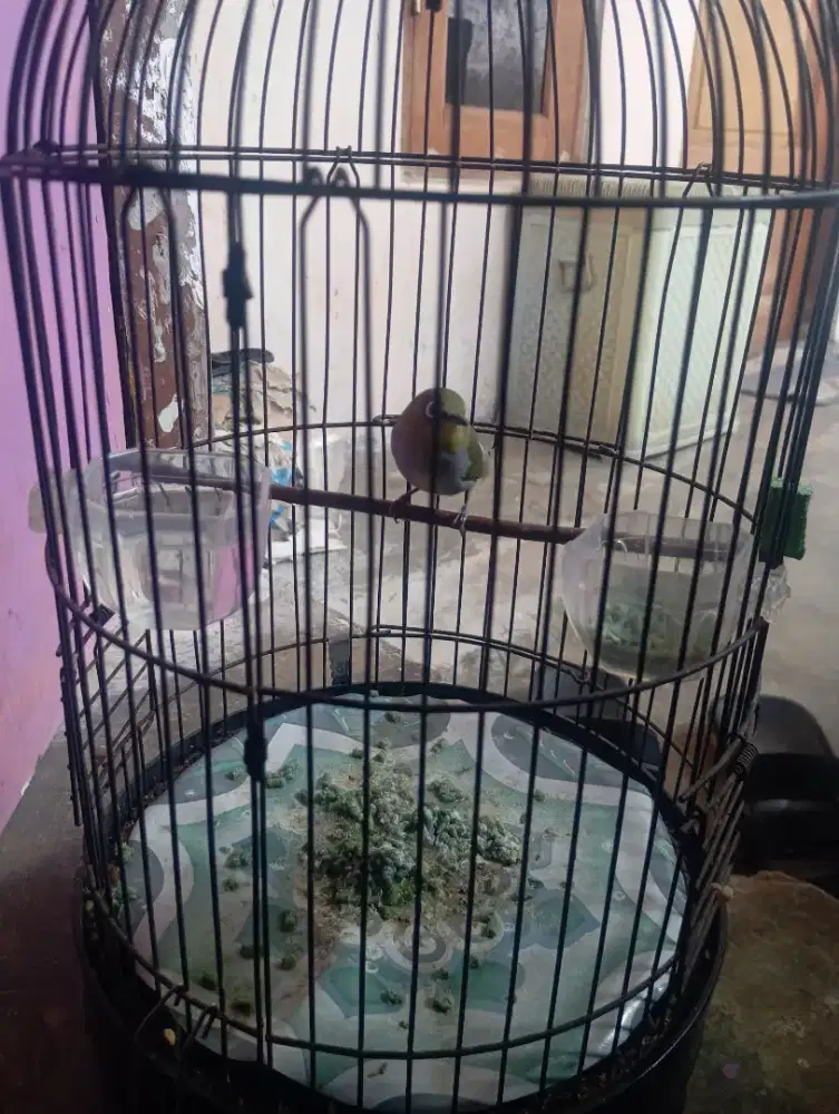 Burung peleci udh jadi