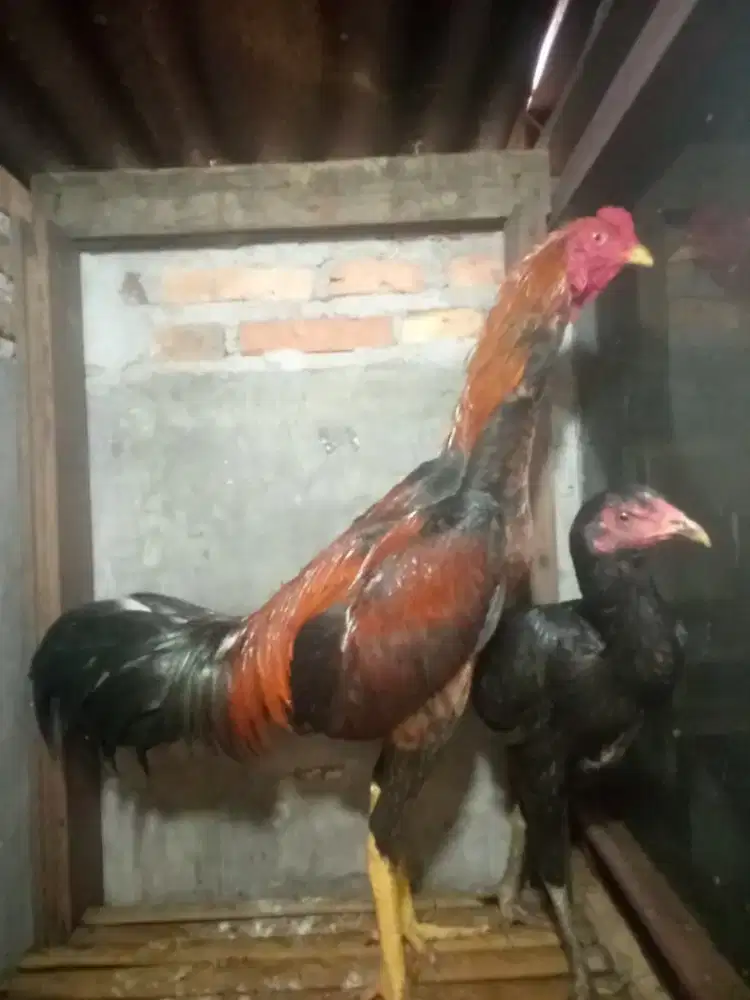 sepasang Bangko asli umuran muda