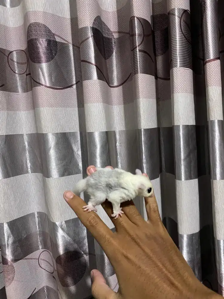 sugar glider joey