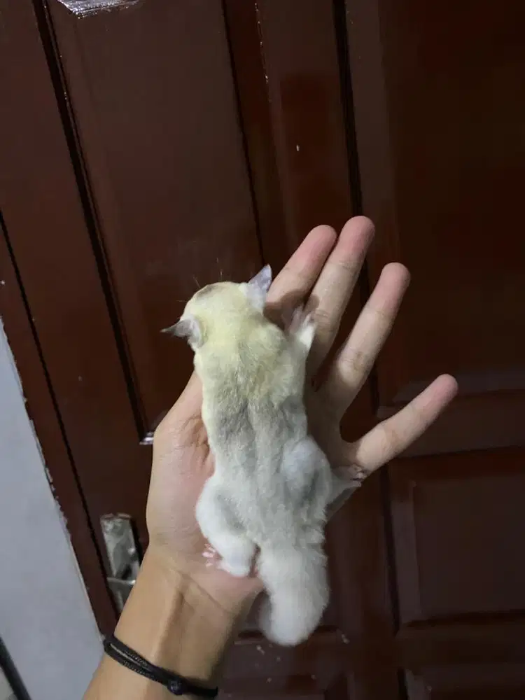 sugar glider joey