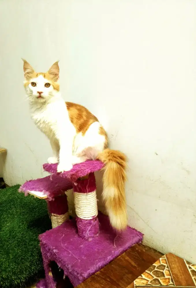 Kitten MaineCoon Jantan Pure no mix. Induk ped Cfa