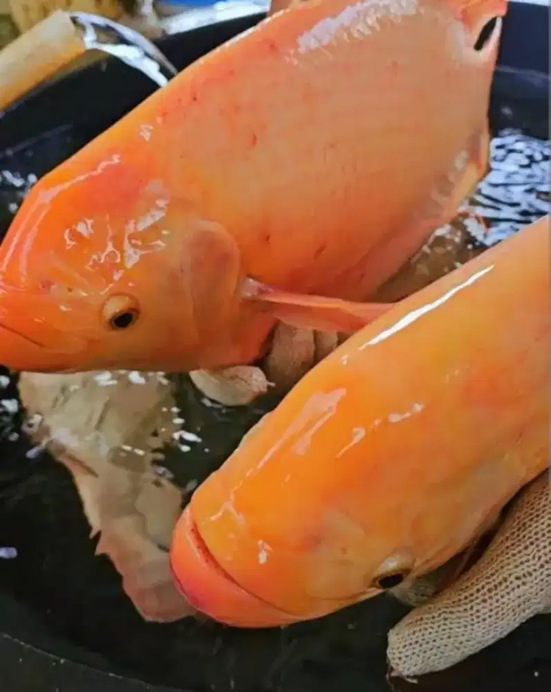 Di jual indukan ikan gurame padang ada 8 ekor