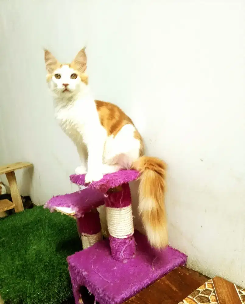 Kitten MaineCoon Jantan Pure No mix. Induk ped Cfa