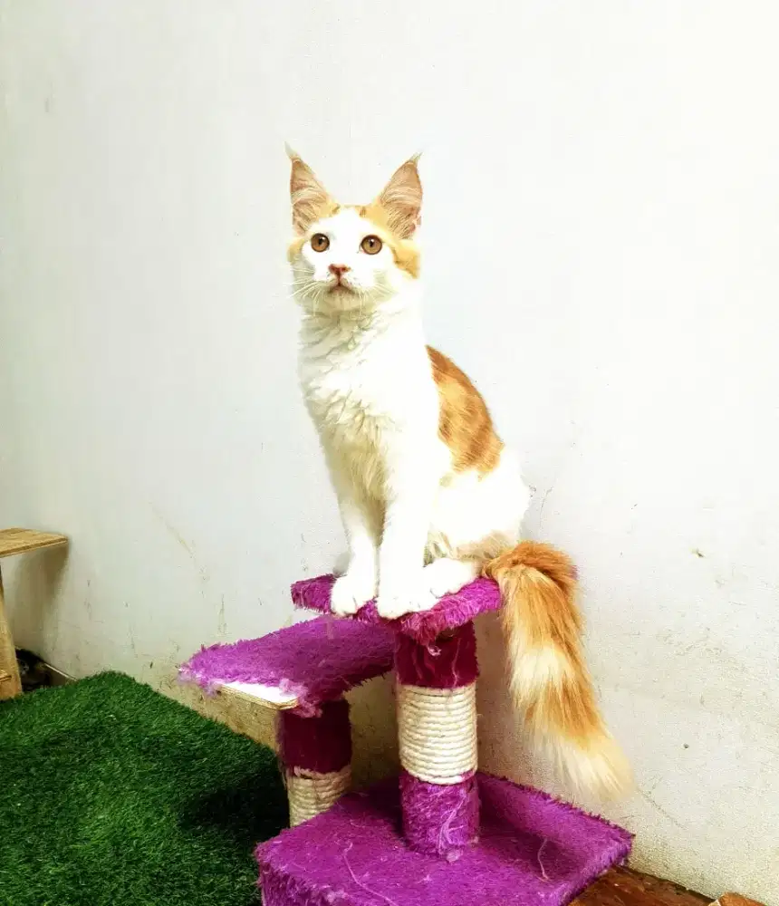 Kitten MaineCoon Jantan Pure No mix. Induk Cfa show Quality