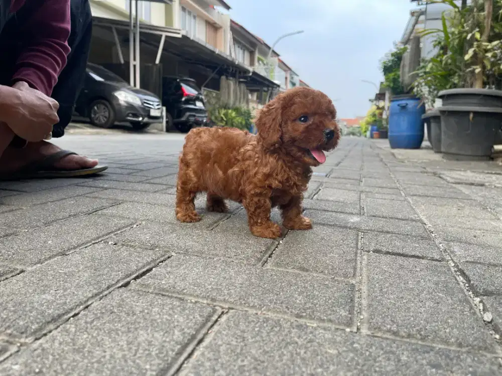 Toy Poodle red betina •CHESTNUT•