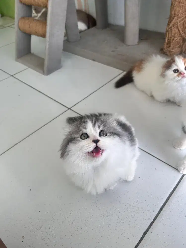 Kucing kitten scottish fold long hair munchin