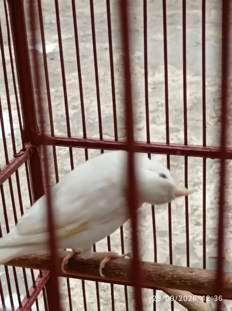 Burung kenari l