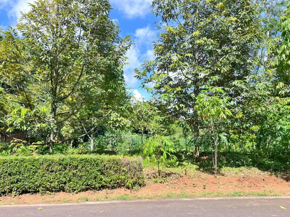 Tanah Kebun Durian Siap Panen Luas 1737m2 ~ Mojogedang, Karanganyar