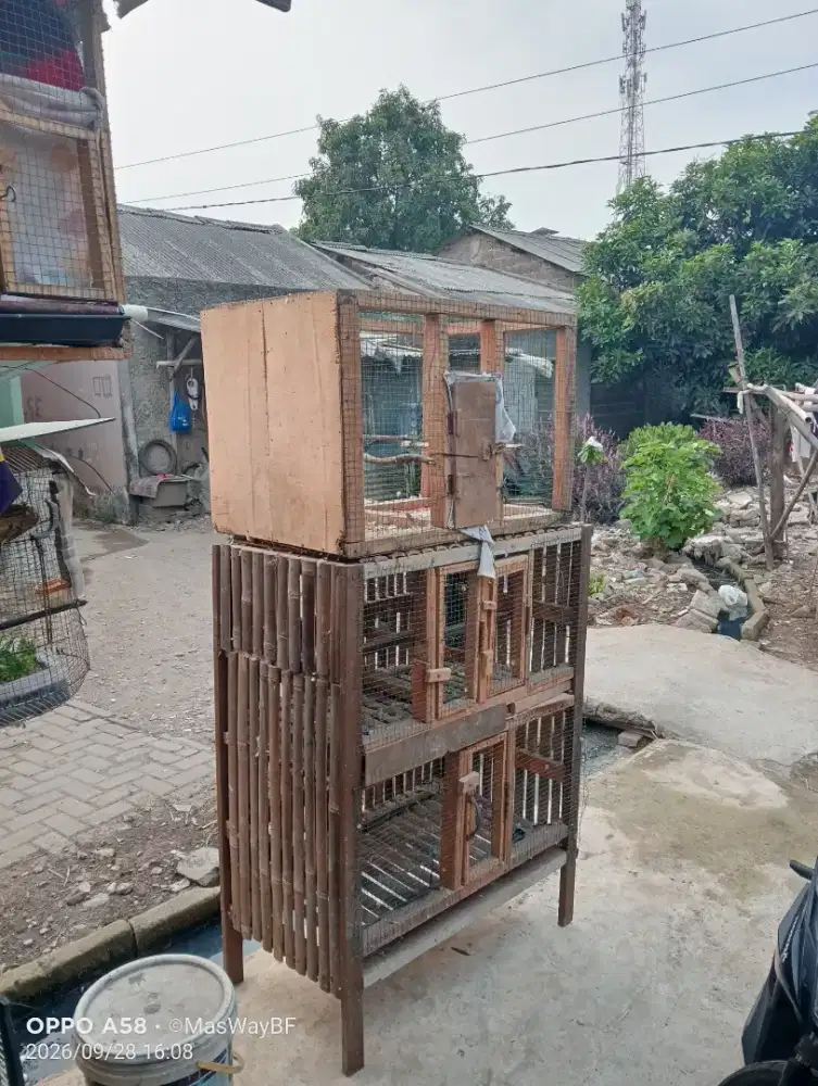 Kandang ternak bisa buat ayam
