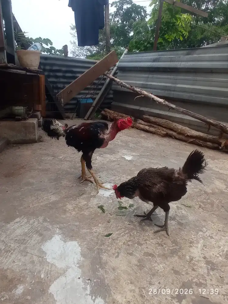 Ayam bangkok dan ketawa