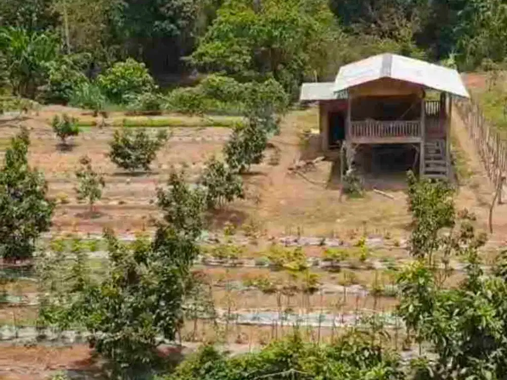 TANAH KEBUN PRODUKTIF DI SISI JALAN UTAMA ANTAR PROVINSI