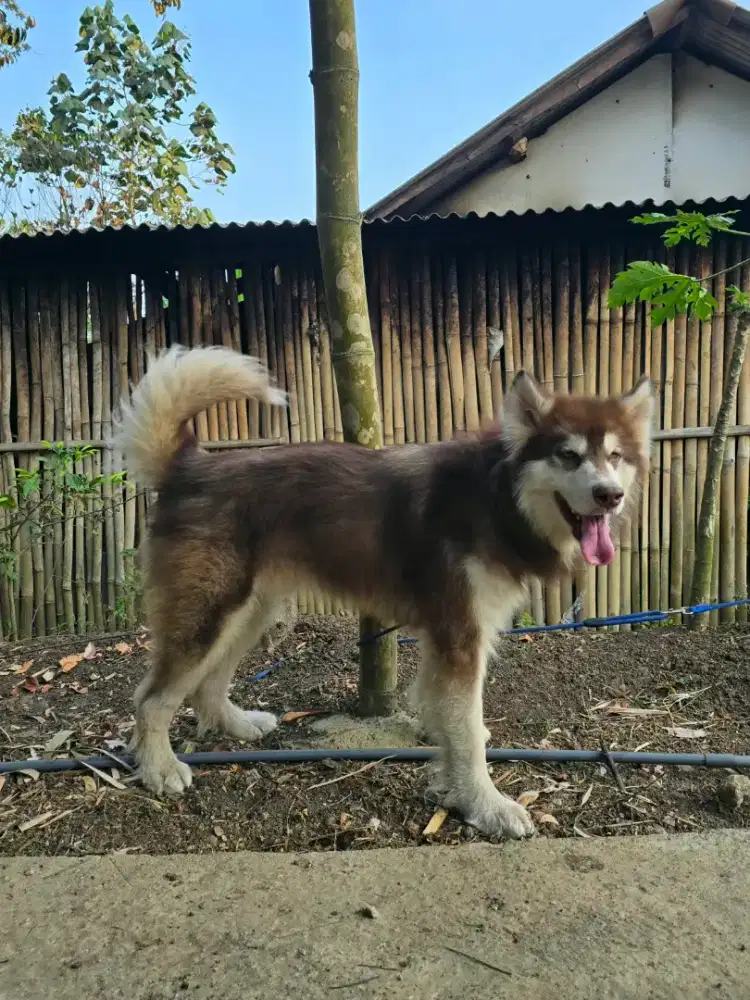 Anjing Alaskan Malamute Red Stambum Big Bone Long Hair