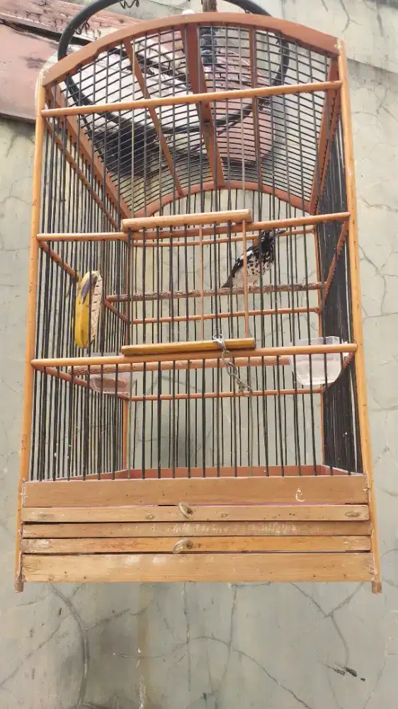 Burung anis kembang jantan