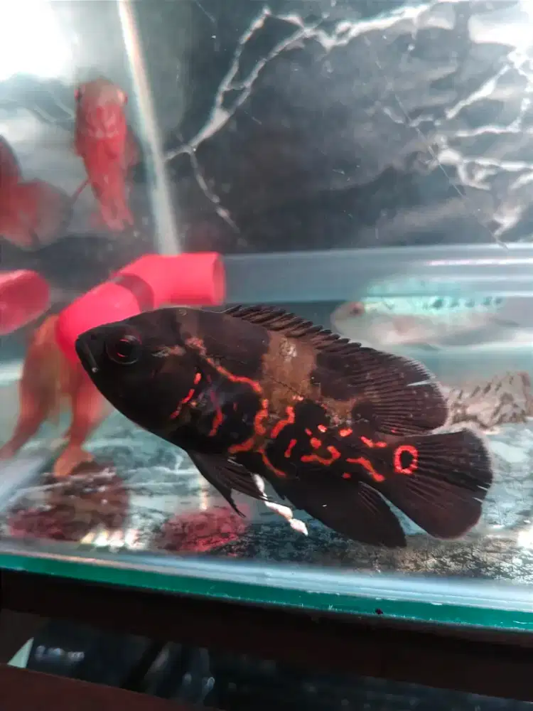 Ikan oscar tiger leopard 3 ekor
