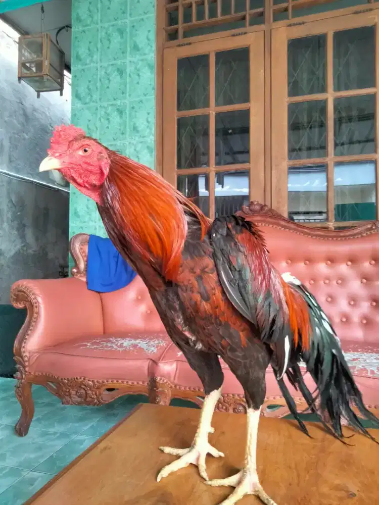 Jenis Birkok betina birma jantan bangkok x ad yg minat