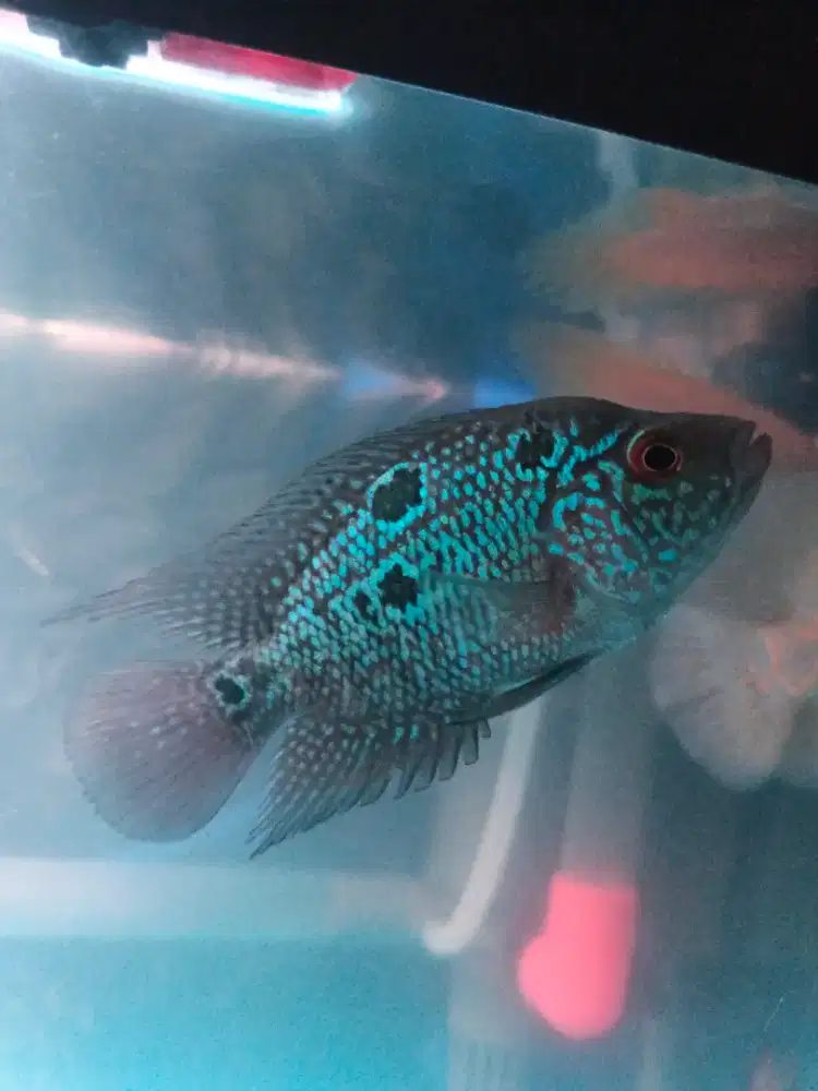 ikan louhan aquarium