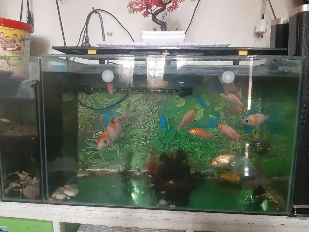 Di jual aquarium berikut isinya