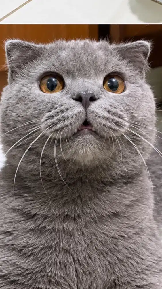 Scottish foldz jdhin bsh sphynx ceper peaknose fortune kitten blue