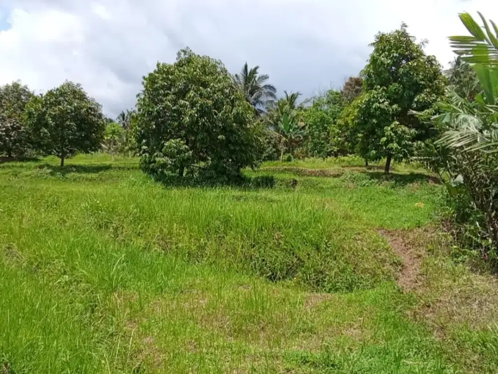 Dijual Kebun Durian Produktif Tempat yang Super Asri dan Tenang