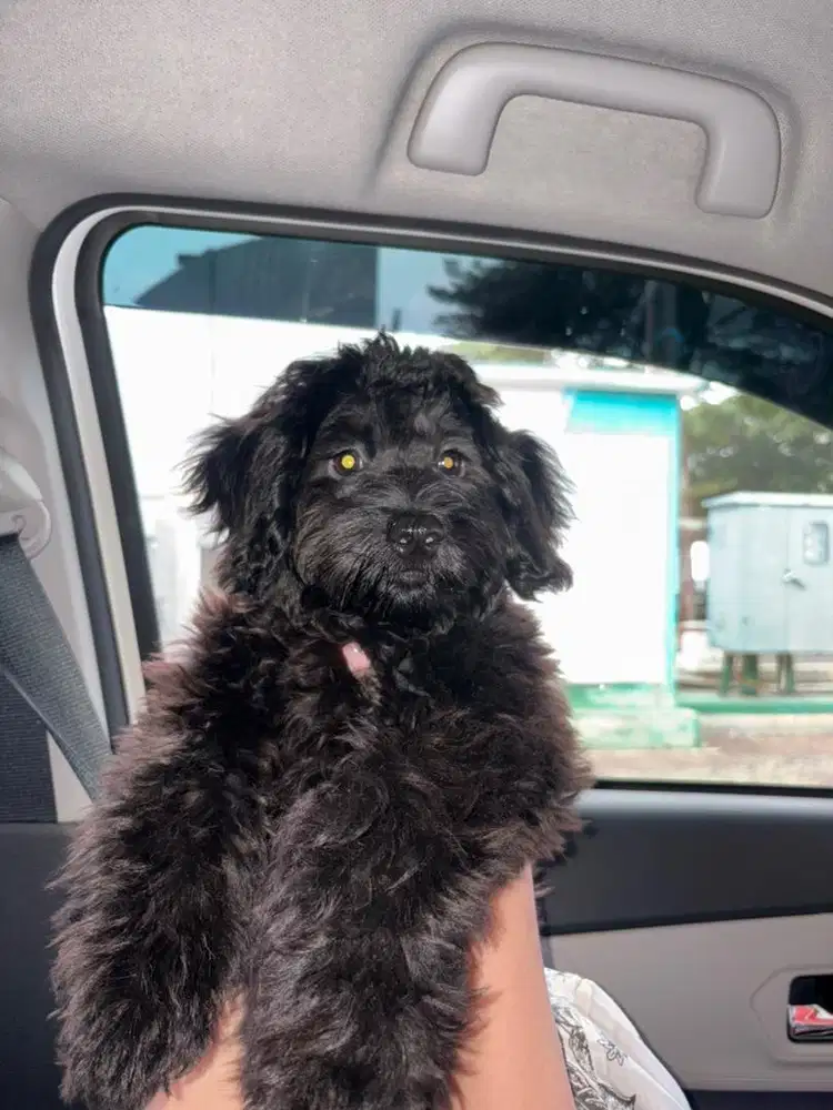 ShihTzu Mix Poodle
