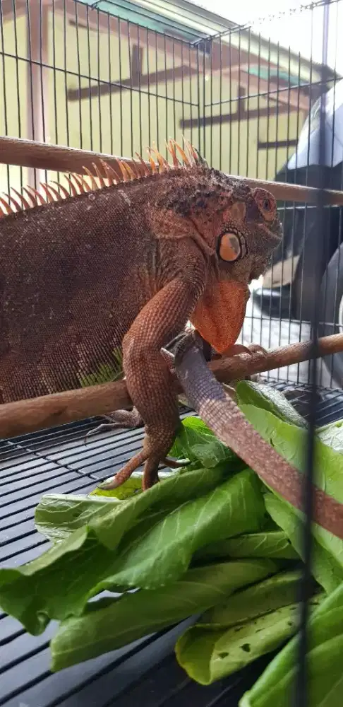 IGUANA RED Jantan & Betina
