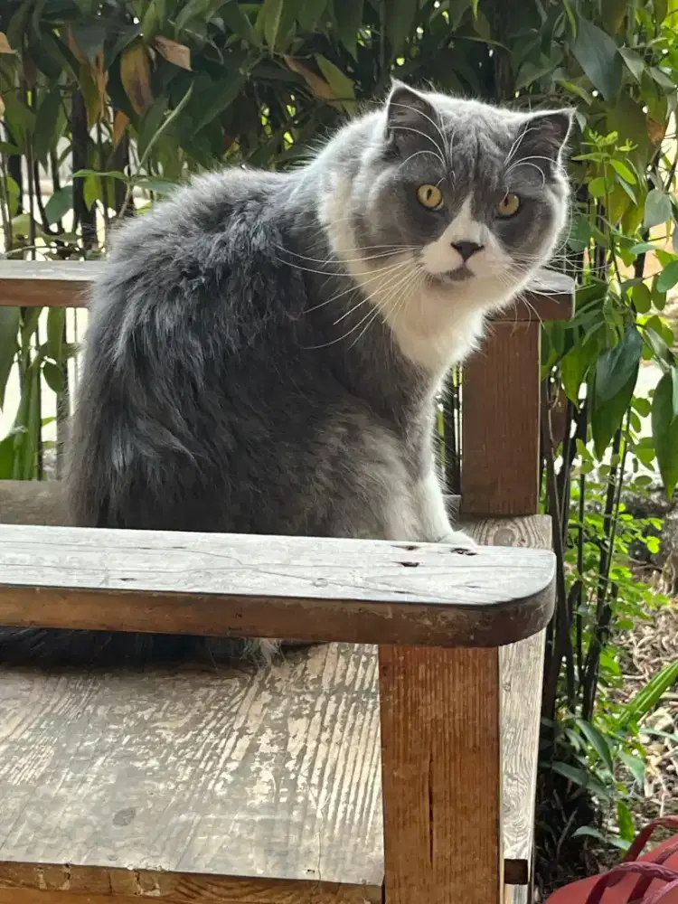 Kucing BLH . British Long Hair