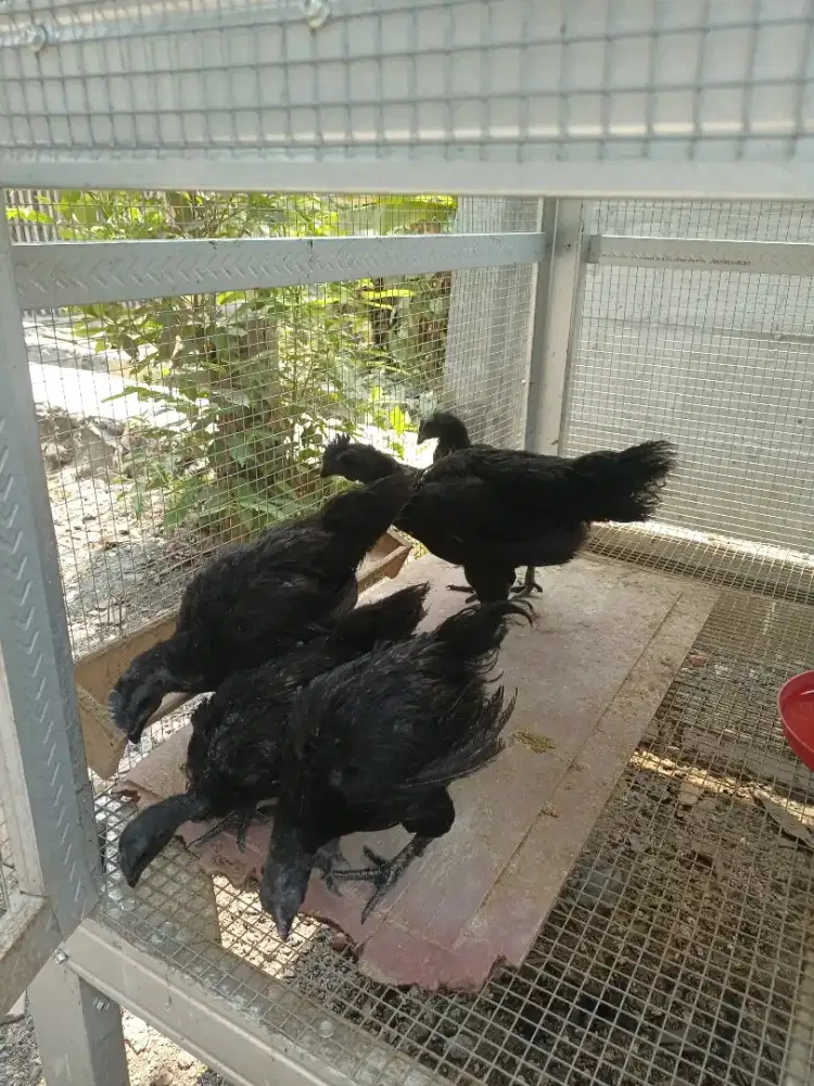 Ayam Cemani asli