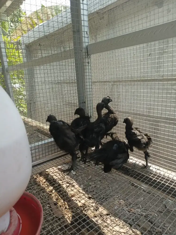 Ayam Cemani asli