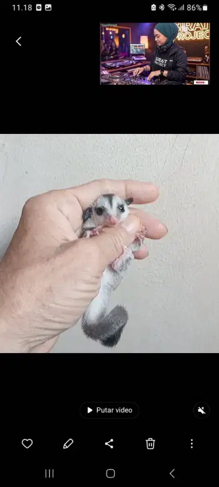 SUGAR GLIDER WHITE FACE JOEY JANTAN