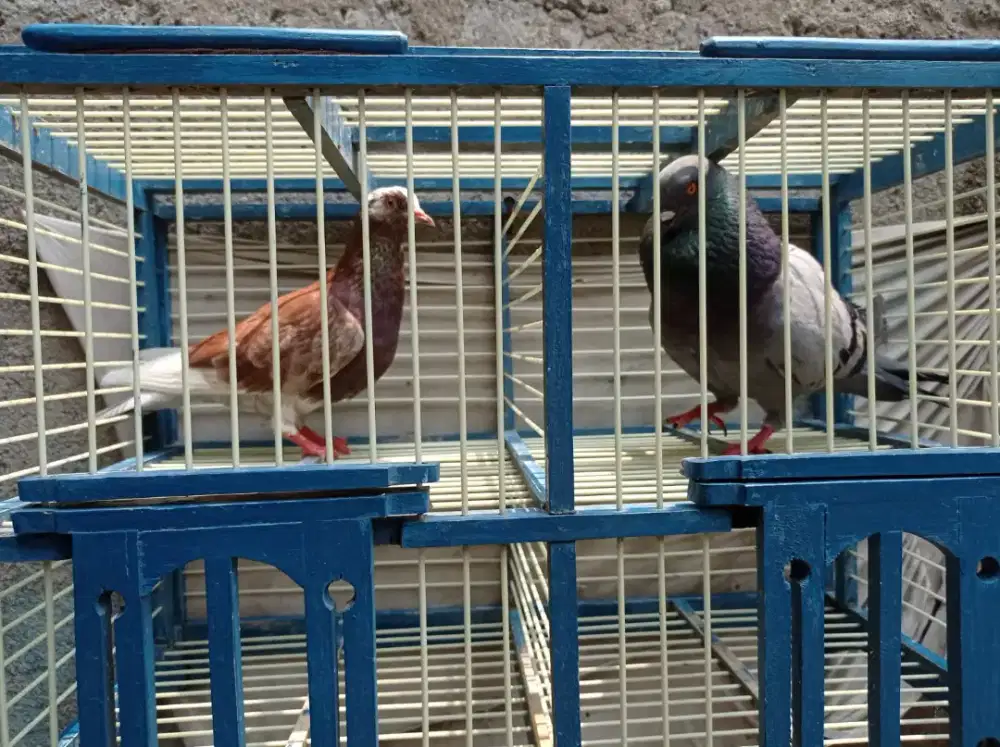Di jual sepasang burung merpati