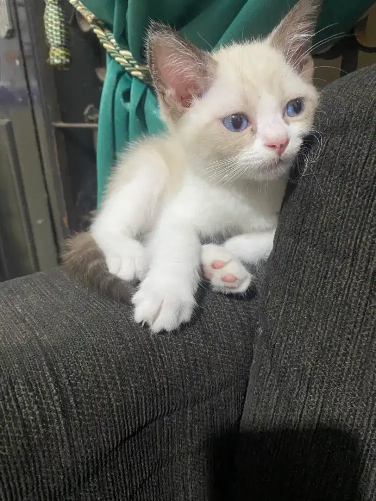 Kucing Scottish