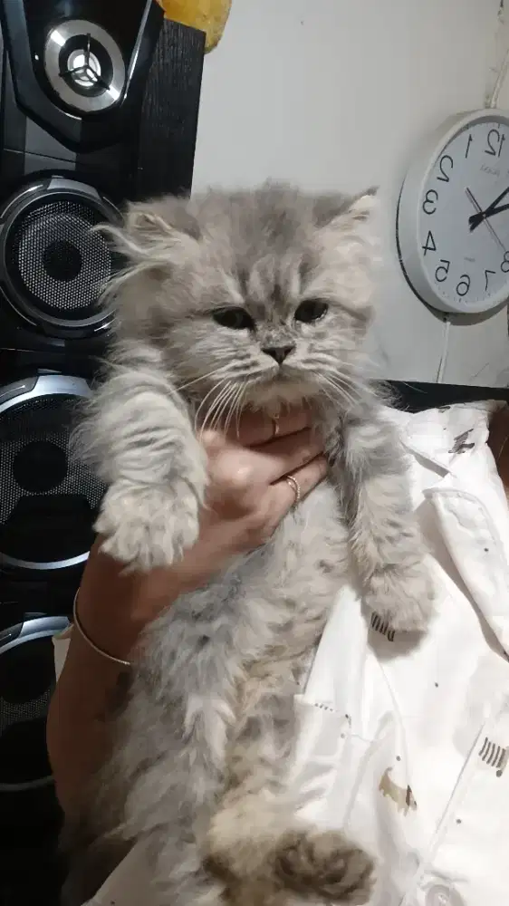 Sepasang kucing betina dan jantan flatnose longhair