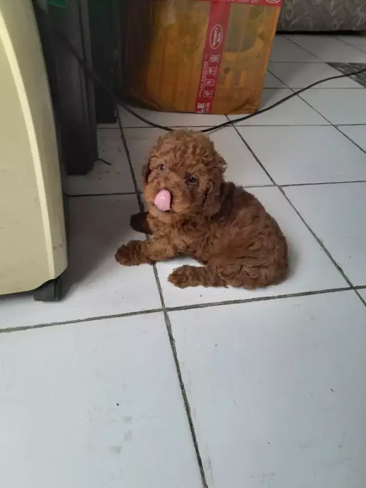 Poodle jantan Surat Lengkap